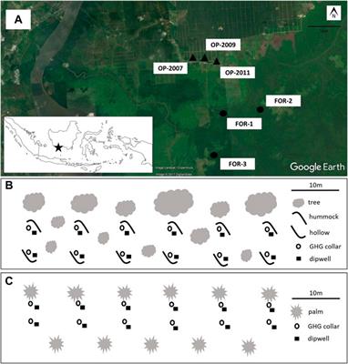 Spatio-Temporal Variability of Peat CH4 and N2O Fluxes and Their Contribution to Peat GHG Budgets in Indonesian Forests and Oil Palm Plantations